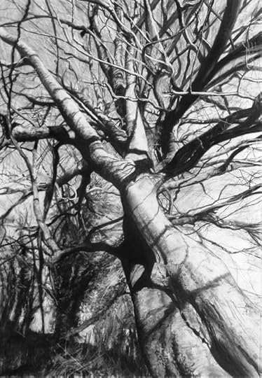Twisted Beech