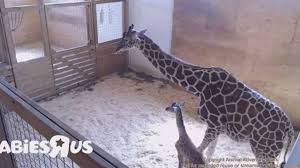giraffe cam