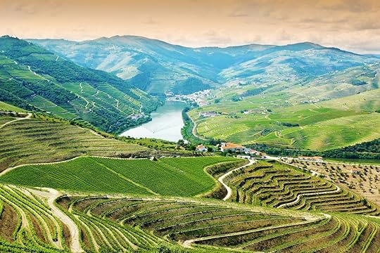 Vineyards in Douro Valley, Portugal