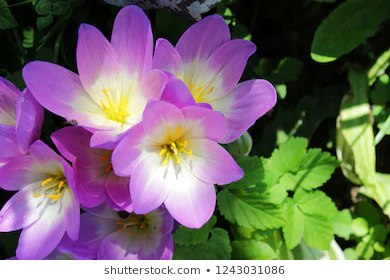 Crocuses