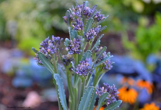 Purple Broccoli copyright Shawna Coronado