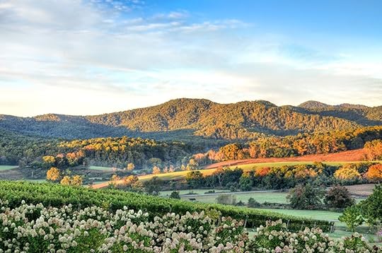 Autumn vineyard hills and flowers during sunset in Virginia