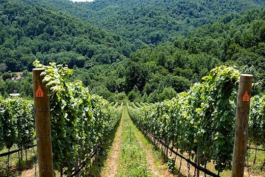 Vineyard in Virginia