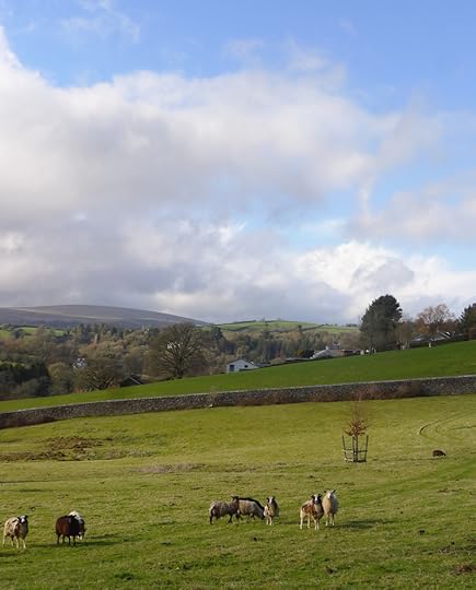 Sheep field