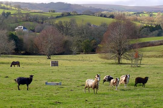 Chagford sheep