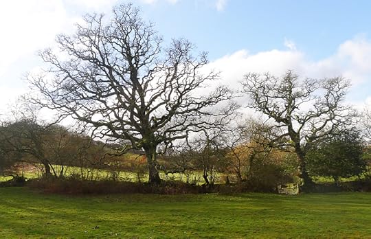Trees on the village Commons