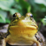 Photo of frog