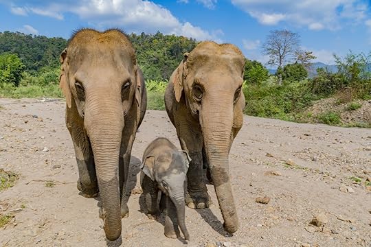 Thailand elephant rescue