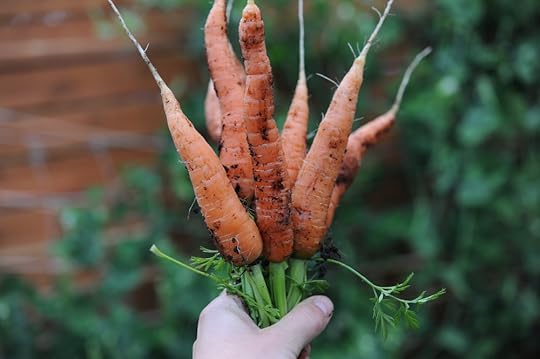 Nantes carrots