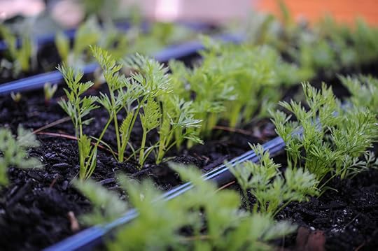 Carrots_seedlings_ Hilary Dahl_.jpg