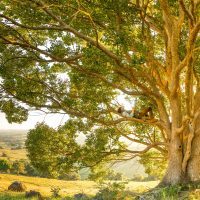 Your Wiccascopes with Psychic Violet 25th March – 31st March 2019