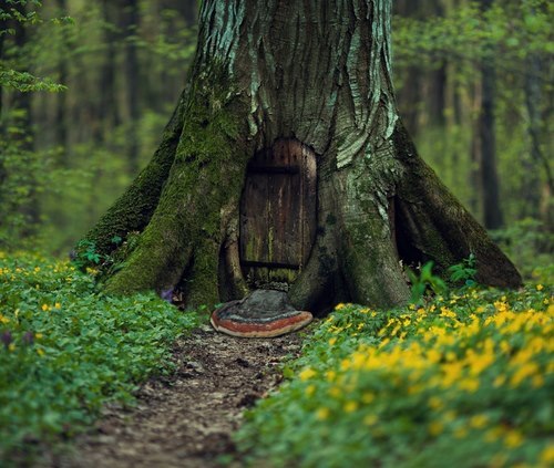 Image may contain: tree, plant, outdoor and nature