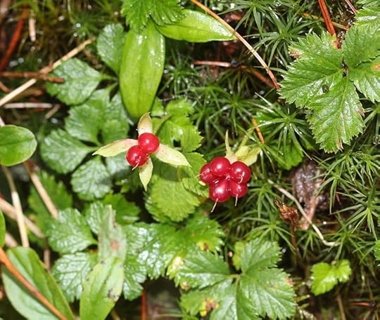 File:Rubus pedatus.JPG