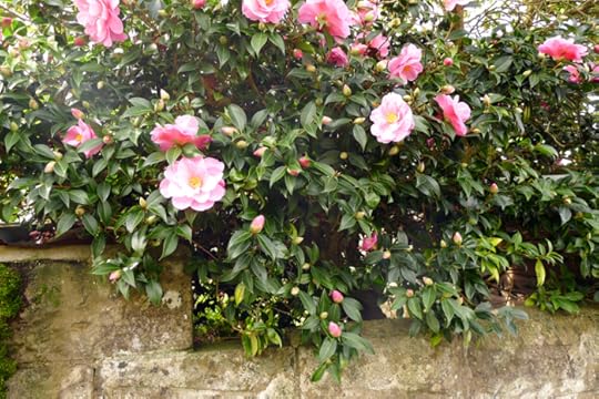 Flowers on a stone wall
