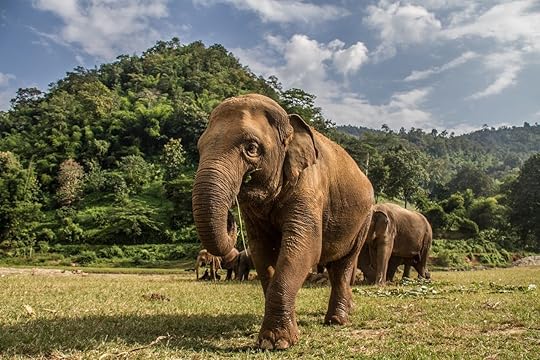 Elephants in Chiang Mai's Elephant Nature Park