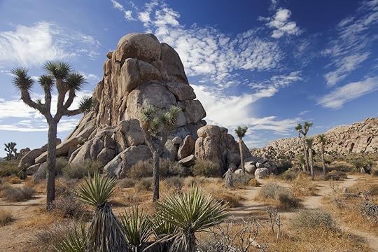 Joshua Trees in Mojave Desert, California