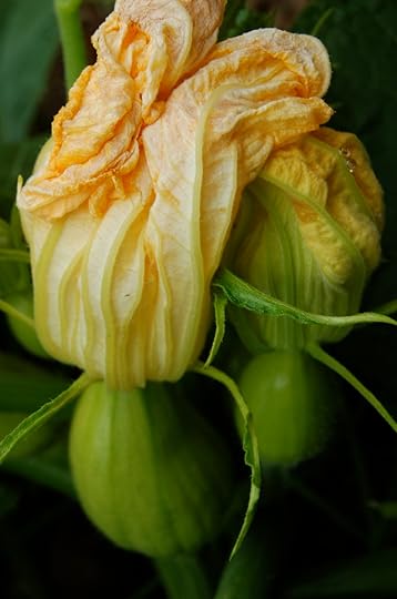 Squash Blossom