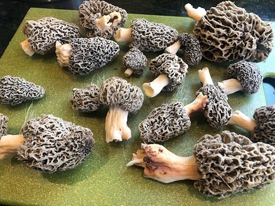 morels