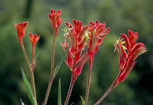 Image result for kangaroo paws plant