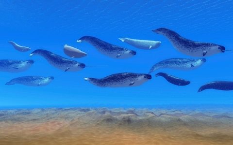 A pod of narwhal whales swim in the Arctic Ocean.