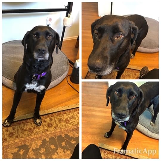 Framatic - Instagram Apps