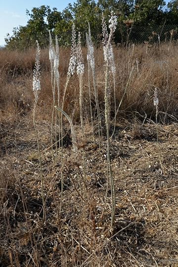 An image of dried grasses in the background and in the foreground are a dozen four-foot-tall, straight flower stalks, mostly bare, until they top few inches, where there are some tight white blooms.