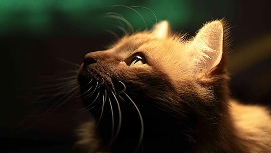 Image result for cats