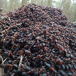 Ants in the kitchen, Them, The Naked Jungle, how to kill ants, Hawaiian insects ,7 Ant varieties, Terro, sticks, Raid, poison 