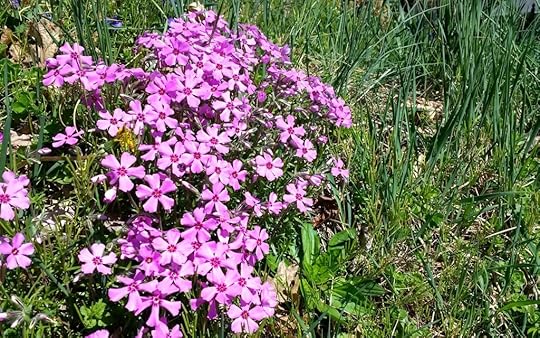 Spring flowers amid green grass.