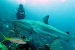 Are you ready to Dive at Gardens of the Queen?