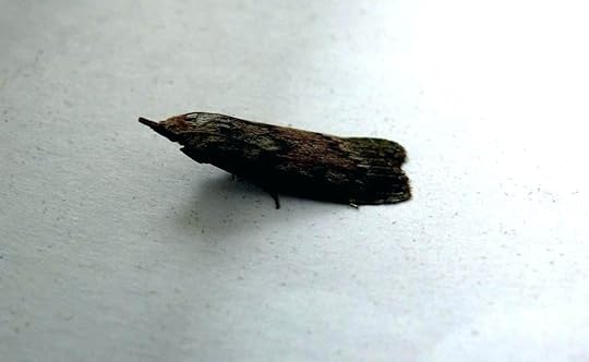 kuchenmotten bilder in in 1 4 beleuchtungsstarke messen