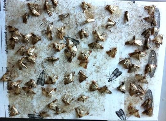 kuchenmotten bilder 1 4 bempfen of 1 4 bempfen genial ab beleuchtung wohnzimmer indirekt