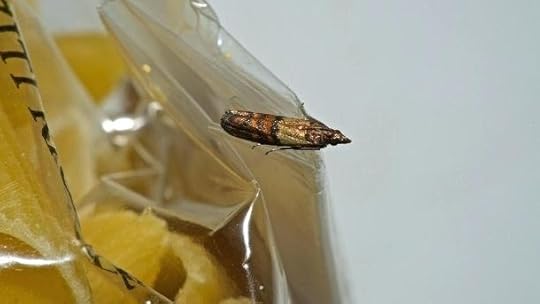 kuchenmotten bilder beleuchtungsstarke