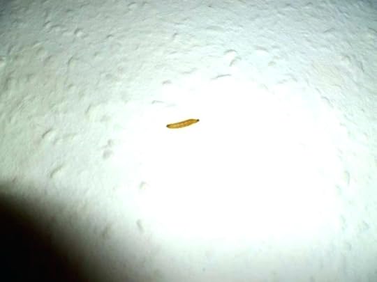 kuchenmotten bilder in lebensmittel fa 1 4 r in 1 4 beleuchtung wohnzimmer lumen