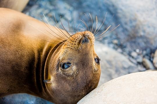 sea lion looking into the camera upside down