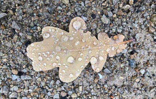 oak-leaf-Treptower-Park