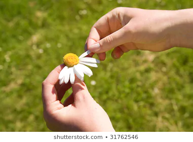 Plucking Petals