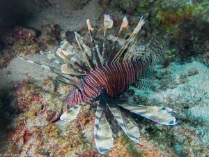 Lionfish photo by Scuba St Lucia