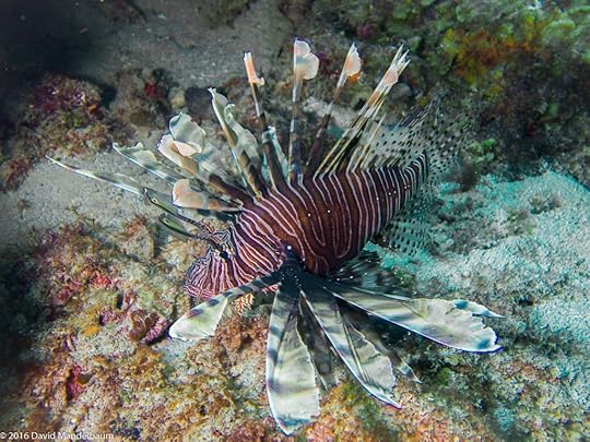 Lionfish photo by Scuba St Lucia