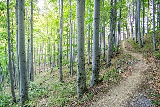 Trail through Forest on Slopes of Medvednica Mountain
