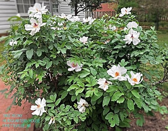 Tree Peony