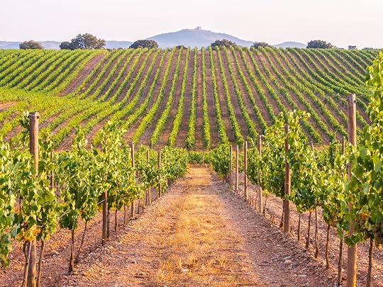 Vines in a vineyard in Alentejo region, Portugal