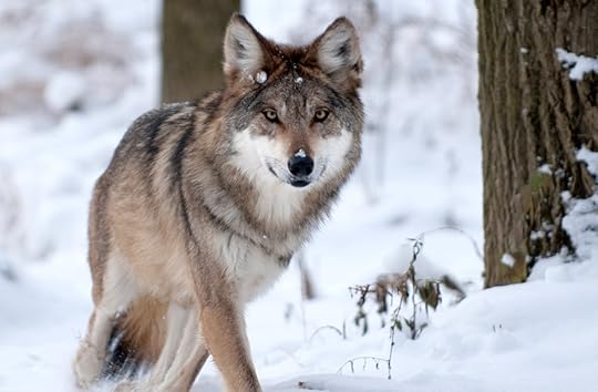 Image result for animals