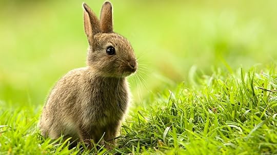 Image result for animals