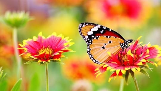 Image result for animals