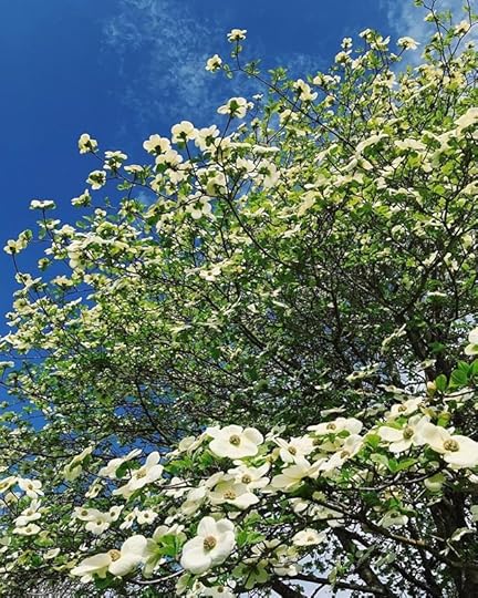 white dogwoods blooming against a blue sky