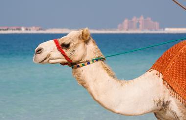 A camel ride in the Bedouin camp, Dubai