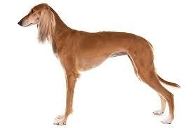 Saluki Dog used by Bedouin hunters