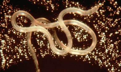 Nematode