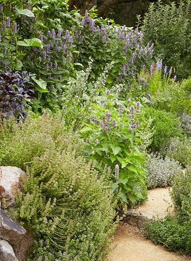 Perennial herbs